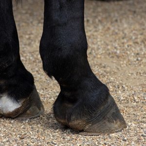 Pianka do Mycia Kopyt